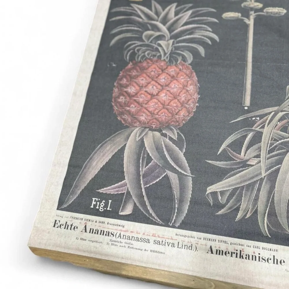 Antique German Botanical School Chart Pineapple Ananas Zippel Linen Vieweg c1900